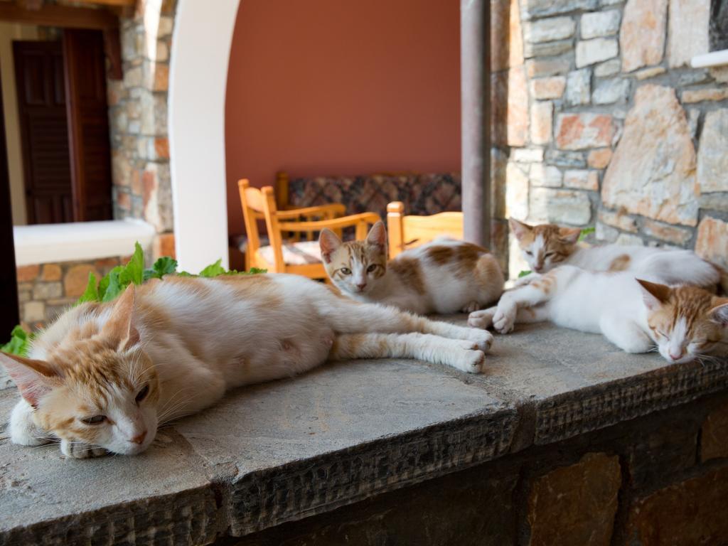 Alonissos Muses Villas Kalamakia 외부 사진